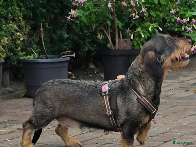 Ruwhaar Teckel honden te koop: Liefdevolle mandjes voor 3 prachtige Teckelpups - Advertentie 5