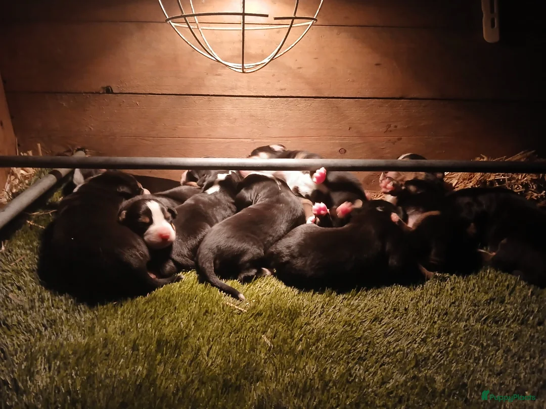 Grote Zwitserse Sennenhond honden te koop: Grote Zwitserse sennenpups  in Dalfsen - Advertentie 2