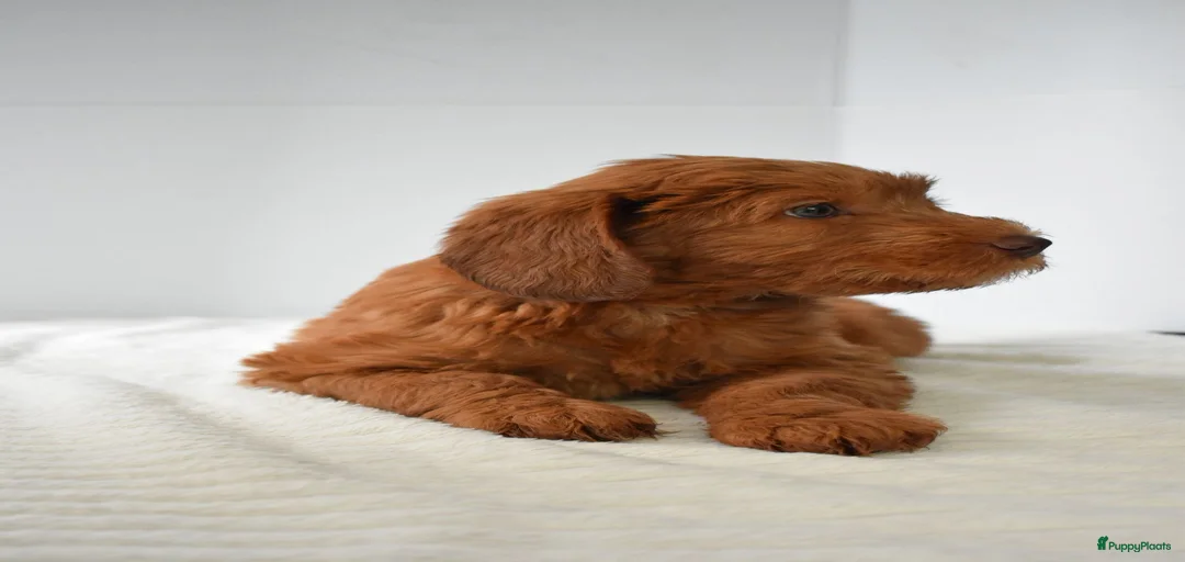 Galerij afbeelding {{count}}