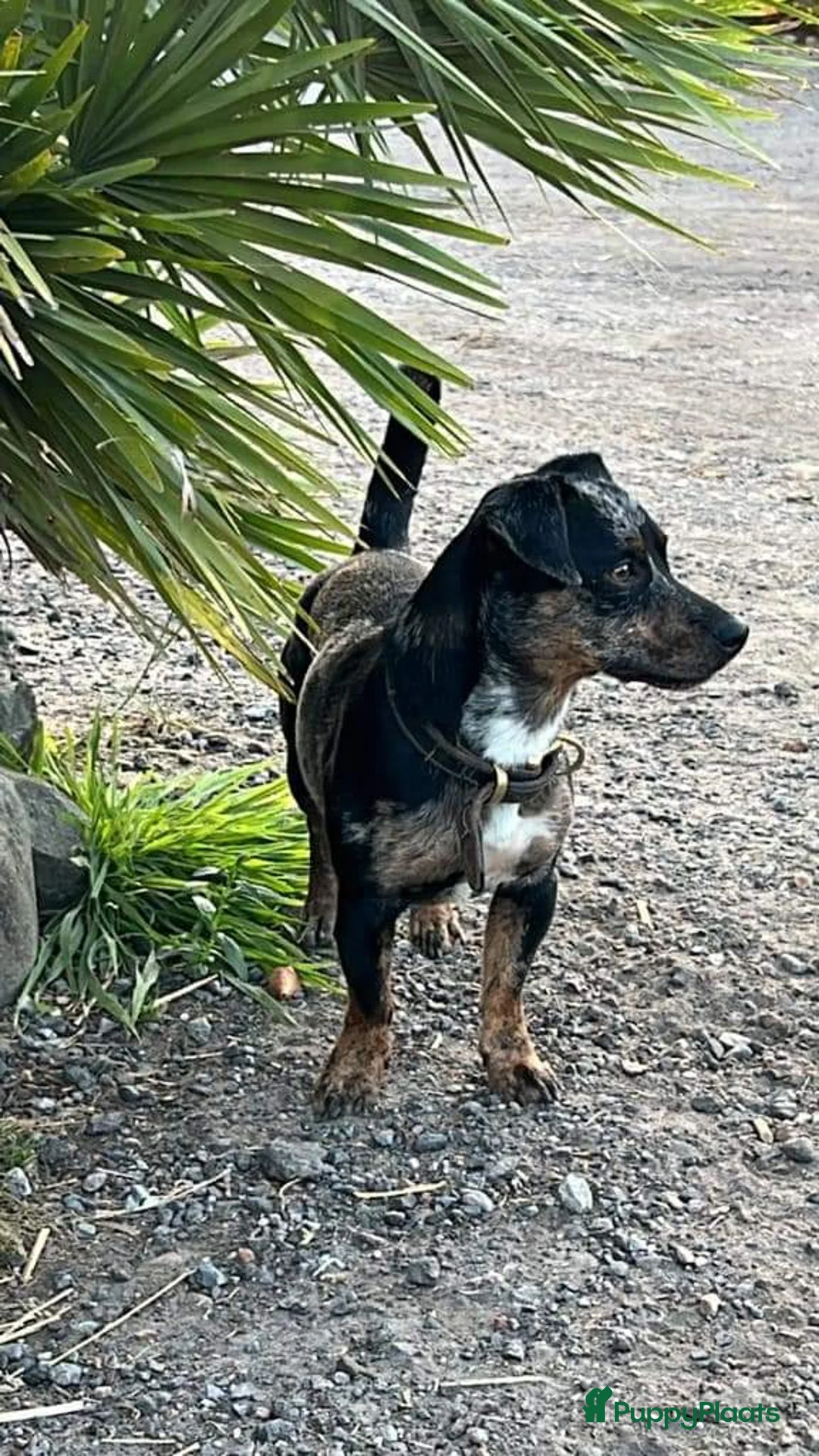 Jack Russel Terriër honden ter dekking: Jack russell dekreuen in Koewacht - Advertentie 9