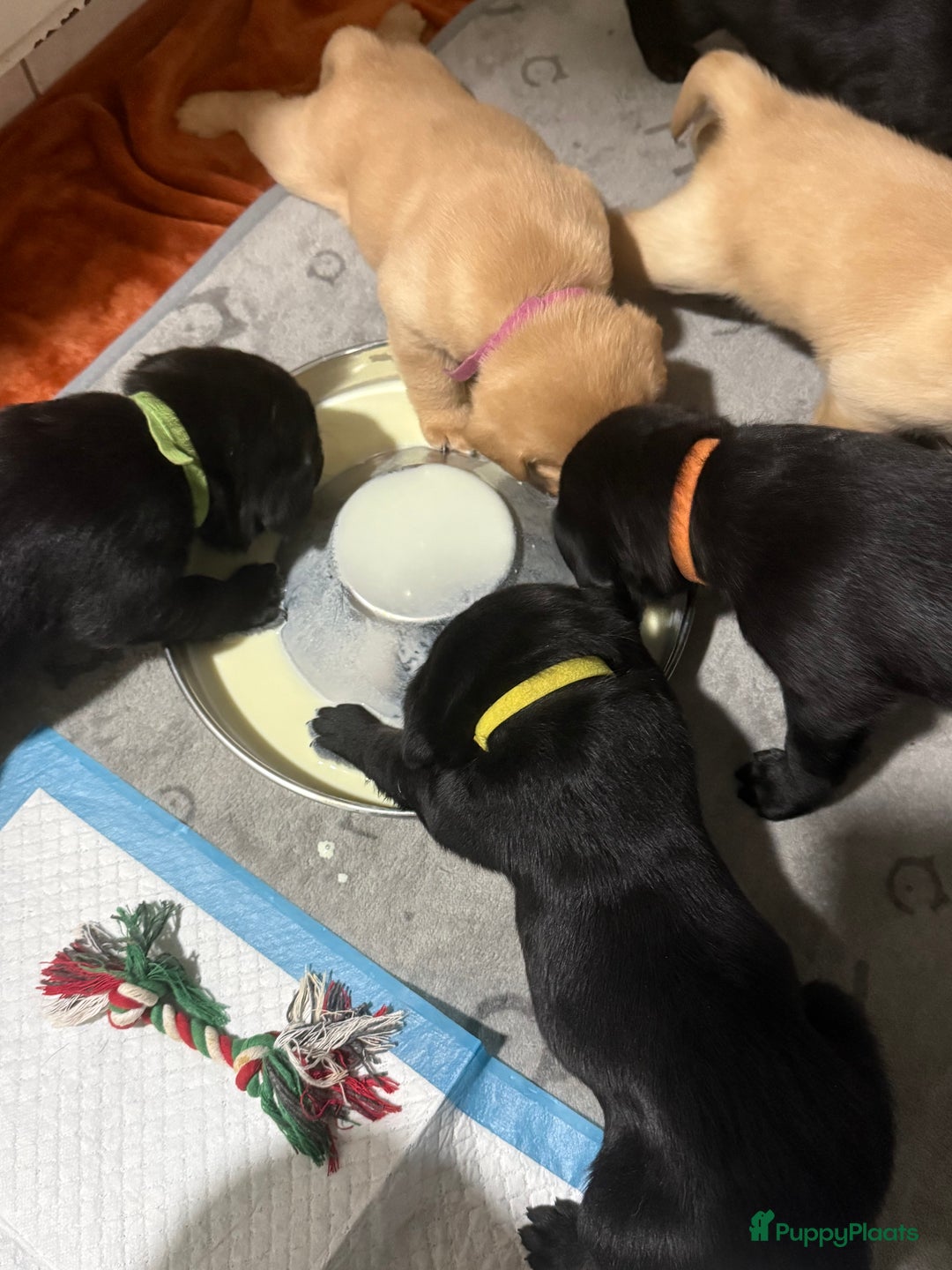 Labrador Retriever honden te koop: Labrador Retriever Pups - Advertentie 3