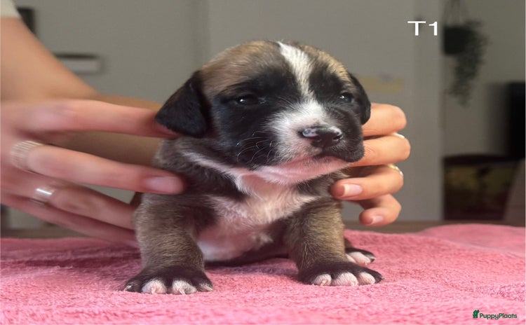 Engelse Stafford honden - Advertentie 12