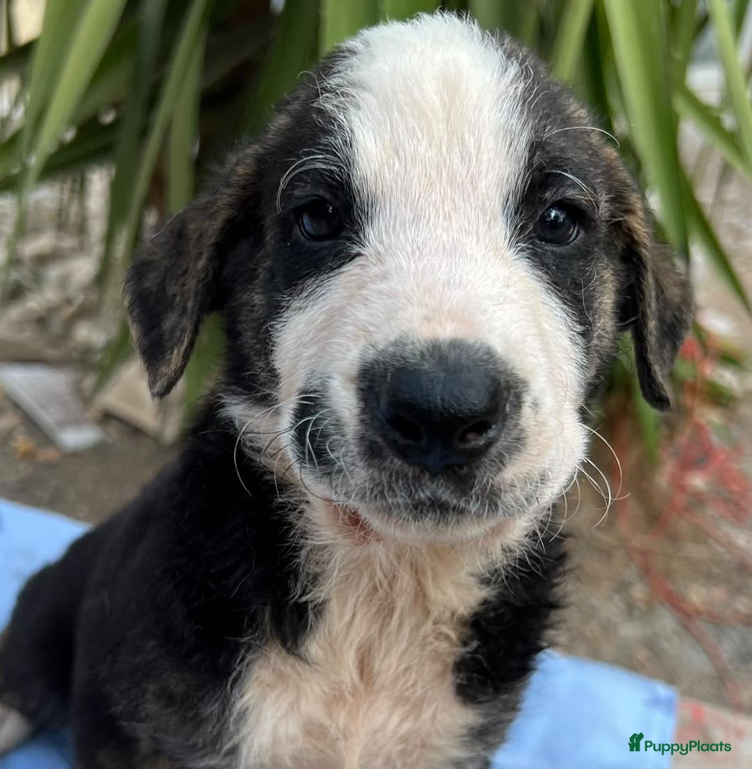Kruising honden wat een knappe jongen hij zoekt een baasje  - Advertentie 4