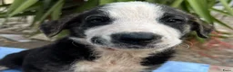 Kruising honden ter adoptie: wat een knappe jongen hij zoekt een baasje  - Advertentie 1