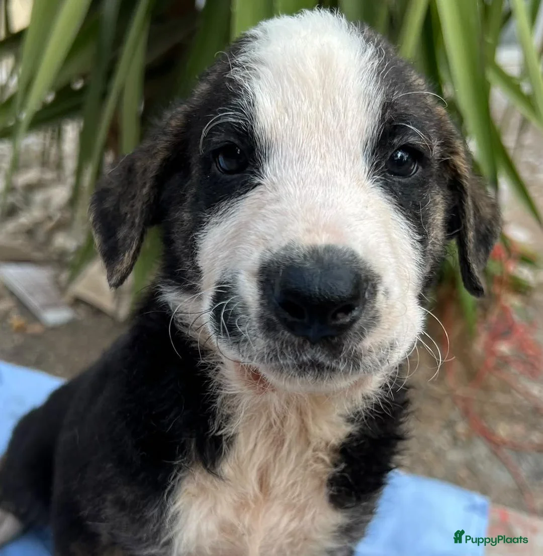 Kruising honden ter adoptie: wat een knappe jongen hij zoekt een baasje  - Advertentie 1