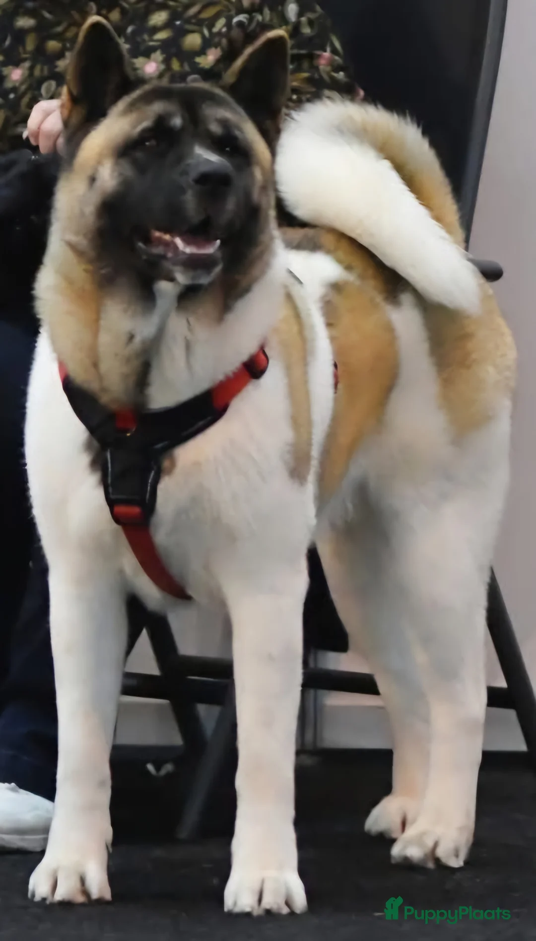 American Akita honden te koop: Geen pups beschikbaar. - Advertentie 8