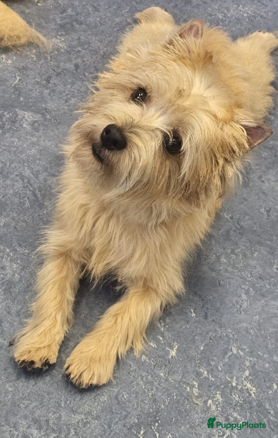 Cairn Terriër honden te koop cairn terrier pup reu - Advertentie 3