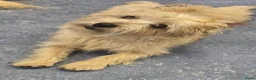 Cairn Terriër honden te koop: te koop cairn terrier pup reu - Advertentie 1
