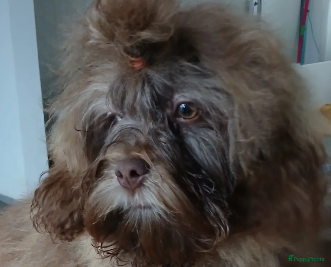 Bolonka Zwetna honden te koop:  We hebben nog 1 ♂️ bolonka zwetna beschikbaar  - Advertentie 1