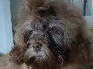 Bolonka Zwetna honden We hebben nog 1 ♂️ bolonka zwetna beschikbaar - Advertentie 6