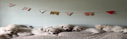 Golden Retriever honden te koop: Golden retriever pups🐶❤️ - Advertentie 8