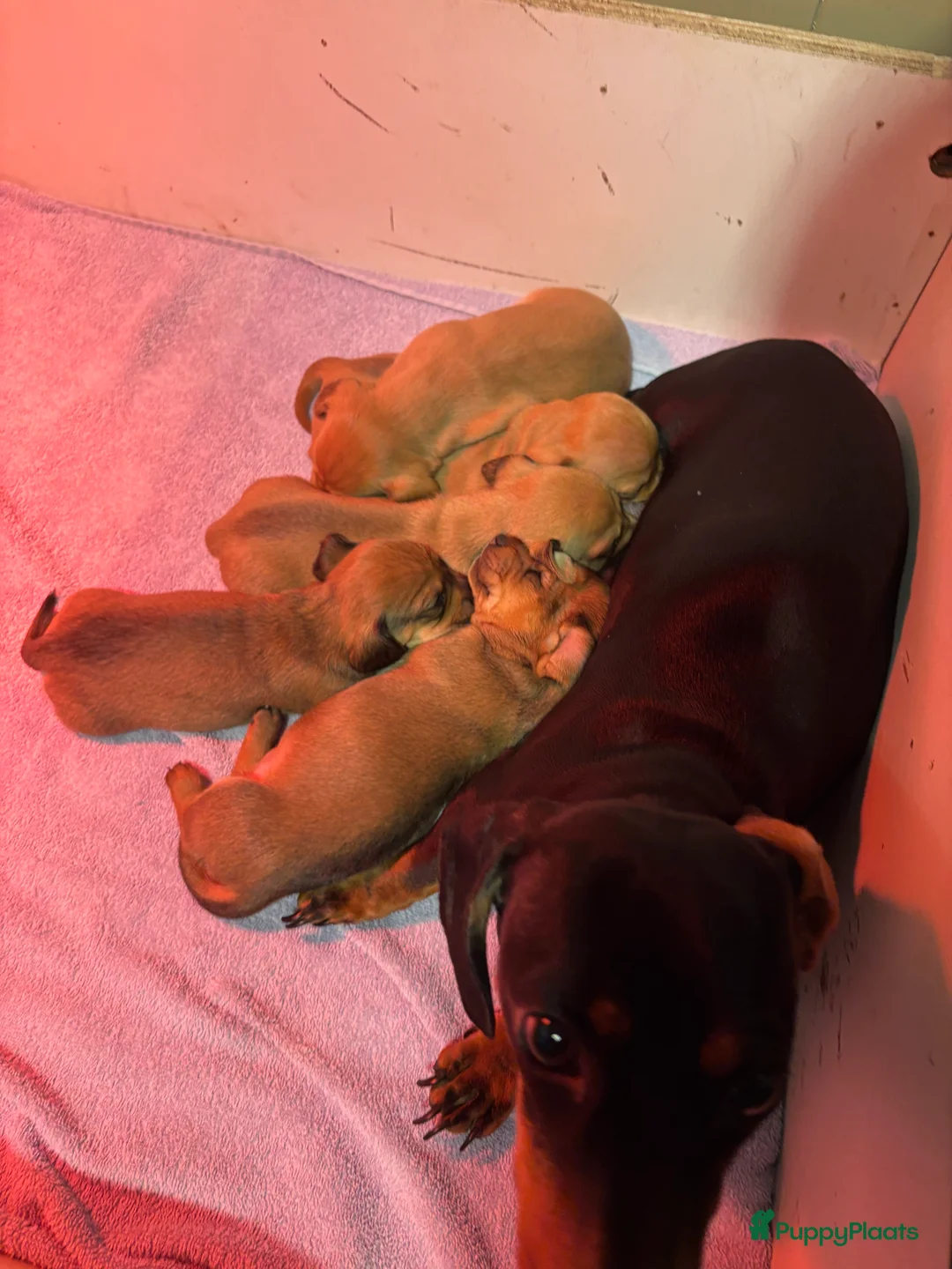 Teckel (korthaar)  honden te koop: Prachtige dwerg x kaninchen redcream teckel pups - Advertentie 2