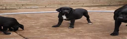 Labrador Retriever honden te koop: leuke labrador pups - Advertentie 2