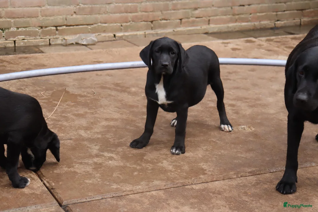 Labrador Retriever honden te koop: leuke labrador pups - Advertentie 2