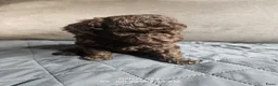 Labradoodle honden te koop: Echte hele kleine minni labradoodle  - Advertentie 4
