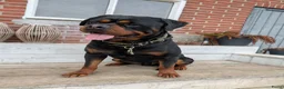 Rottweiler honden te koop: Prachtige Rottweilerpups  - Advertentie 17
