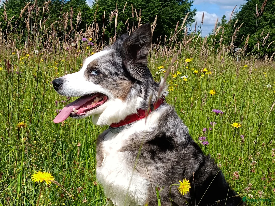 Border Collie honden te koop: Nog 1 reutje beschikbaar uit nest van 5 - Advertentie 3
