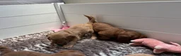 Australian Labradoodle honden te koop: Australian Labradoodle pups van geteste ouders  - Advertentie 12