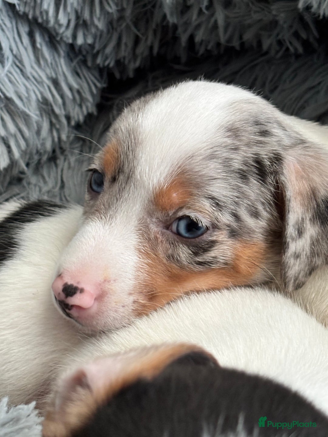 Jack Russel Terriër honden te koop: Jack Russell pups  - Advertentie 7