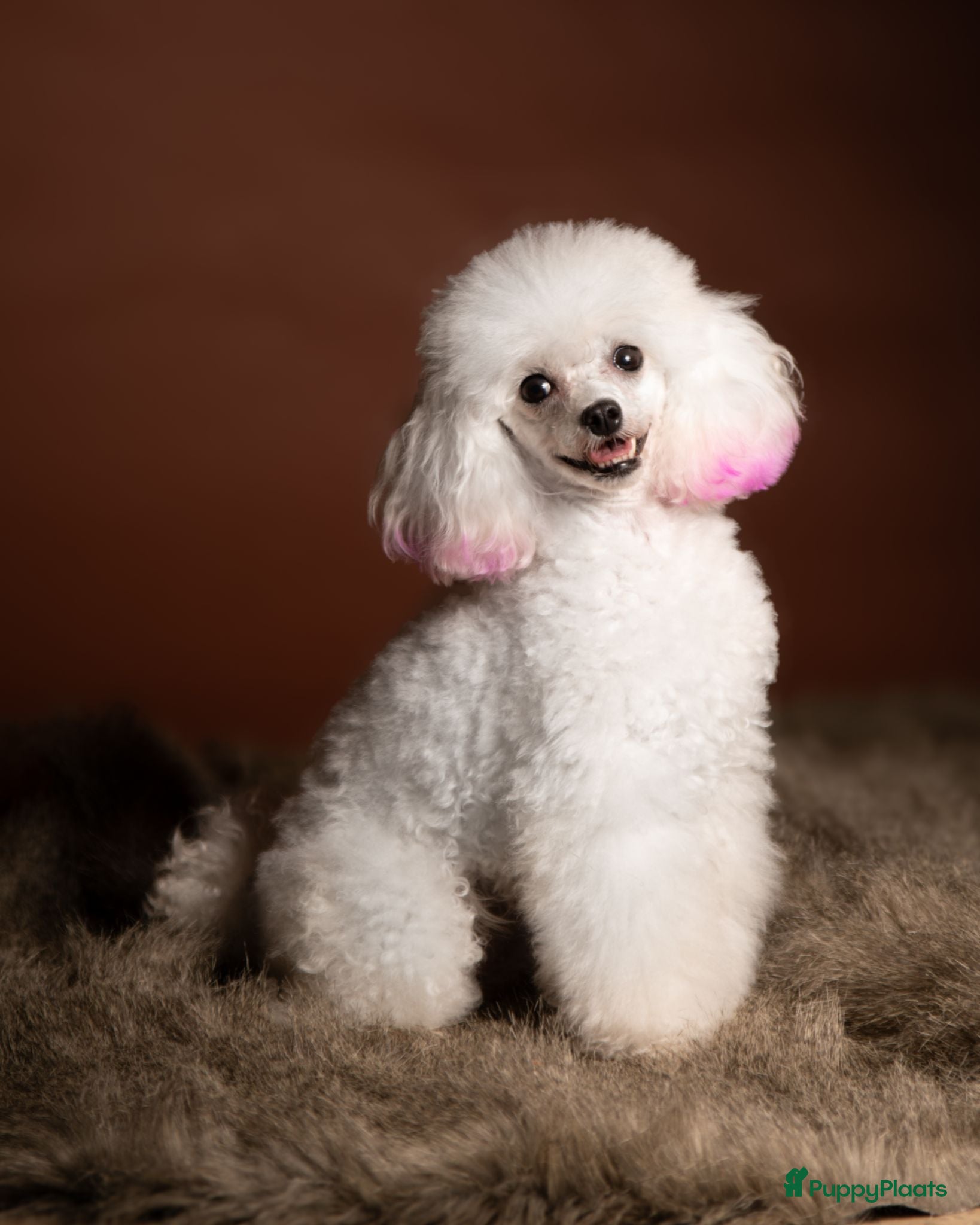Poedel Toy honden te koop: VERWACHT Toy Poedel x Dwergpoedel - Advertentie 1