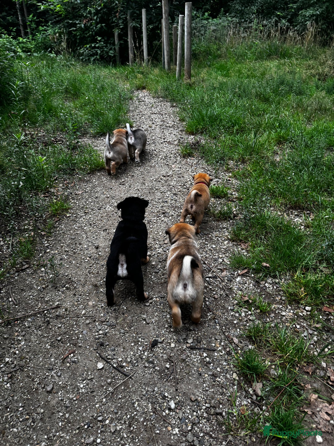 Retromops honden te koop: Retromops pups van volledig geteste ouders - Afbeelding 4