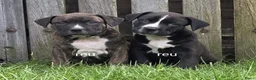 Kruising honden te koop: Boerboel x amerikaanse stafford pups - Advertentie 6