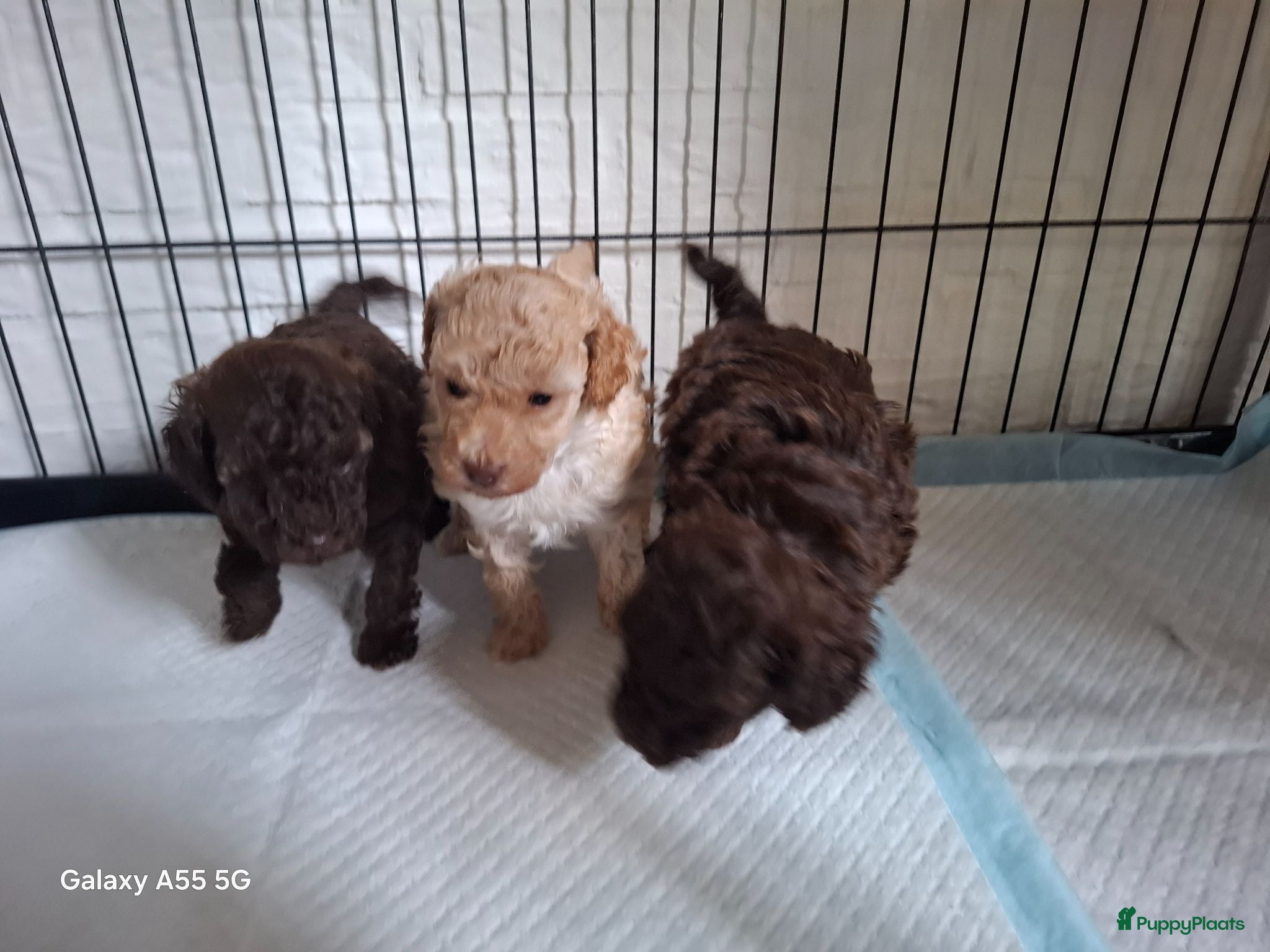 Poedel Toy honden 3 prachtige toy poedels  - Advertentie 1