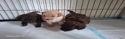 Poedel Toy honden te koop: 3 prachtige toy poedels  - Advertentie 1