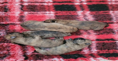 Cairn Terriër honden - Advertentie 4