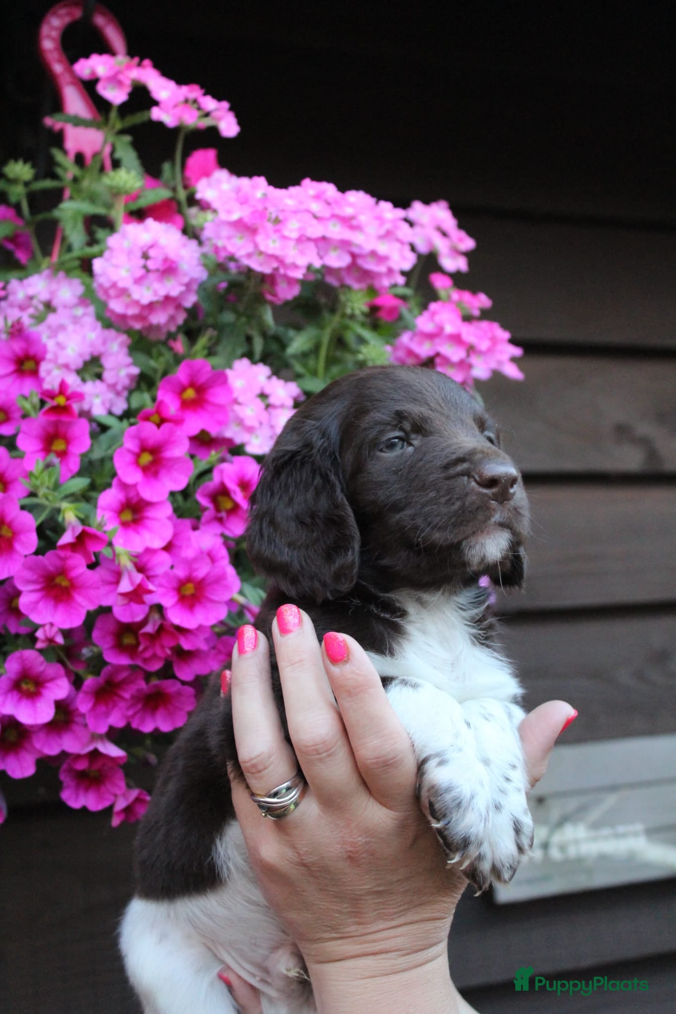 Heidewachtel honden te koop: Heidewachtel pups, nog 1 reutje beschikbaar - Advertentie 4