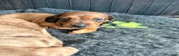 Dwergteckel honden te koop: Dwergteckel pups - Advertentie 14