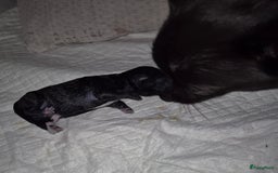 Pomchi honden te koop: Pomchi pups - Afbeelding 5