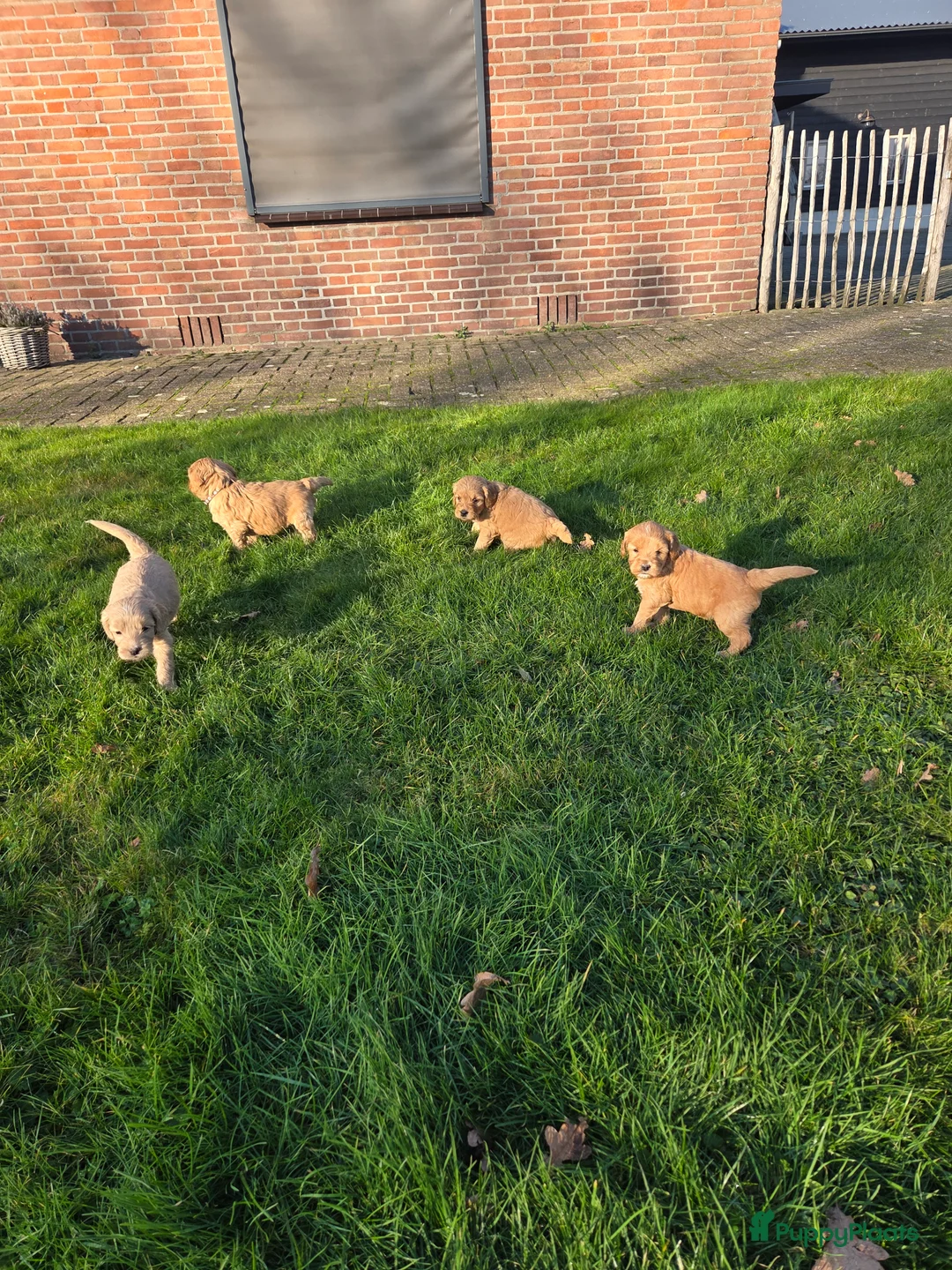 Kruising honden te koop: Labradoodle x Goldendoodle pups - Advertentie 34