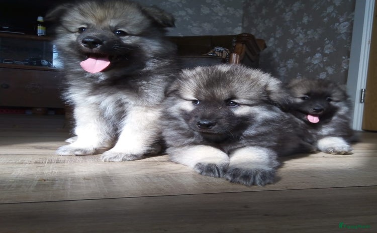 Keeshond honden - Advertentie 5