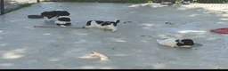 Labradoodle honden te koop: labradoodle pups met filmpje - Advertentie 4