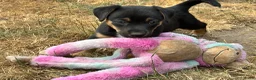 Jack Russel Terriër honden te koop: 5 lieve jack Russell puppy’s  - Advertentie 12