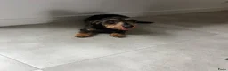 Ruwhaar Teckel honden te koop: Standaard ruwhaar teckels  - Advertentie 3