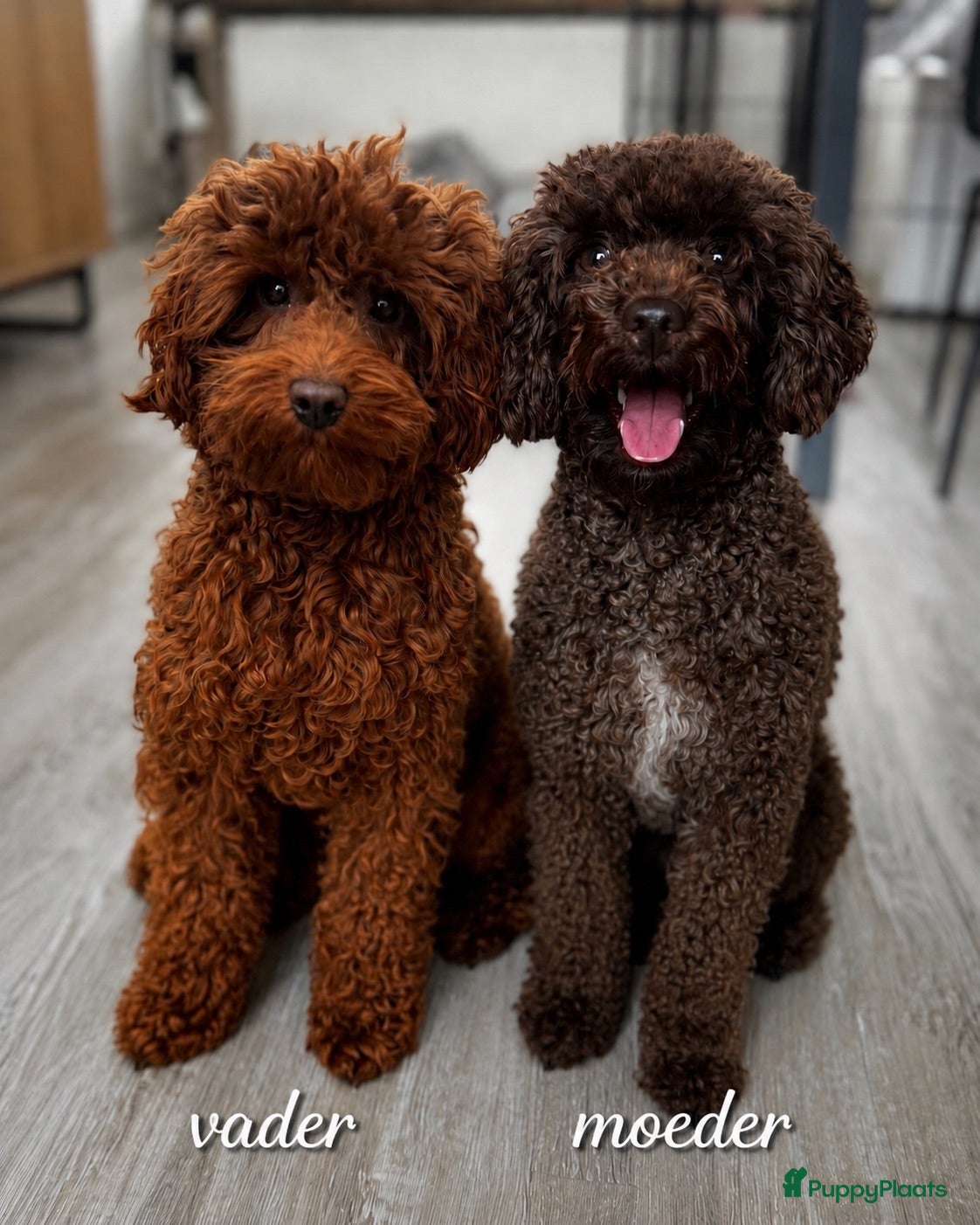 Kruising honden Labradoodle pups - Advertentie 2