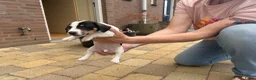 Jack Russel Terriër honden te koop: Jack Russell pups te koop - Advertentie 10