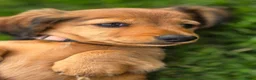 Teckel (langhaar) honden te koop: Prachtige Stamboom Dwergteckelpups langhaar - Advertentie 20