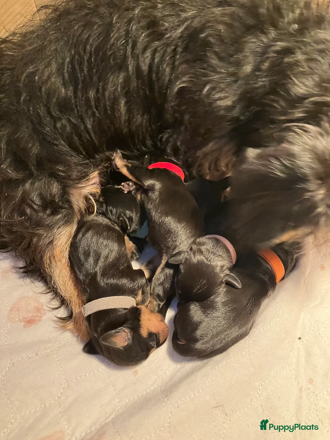 Ruwhaar Teckel honden te koop: Prachtige ruwharige dwerg teckels - Advertentie 4