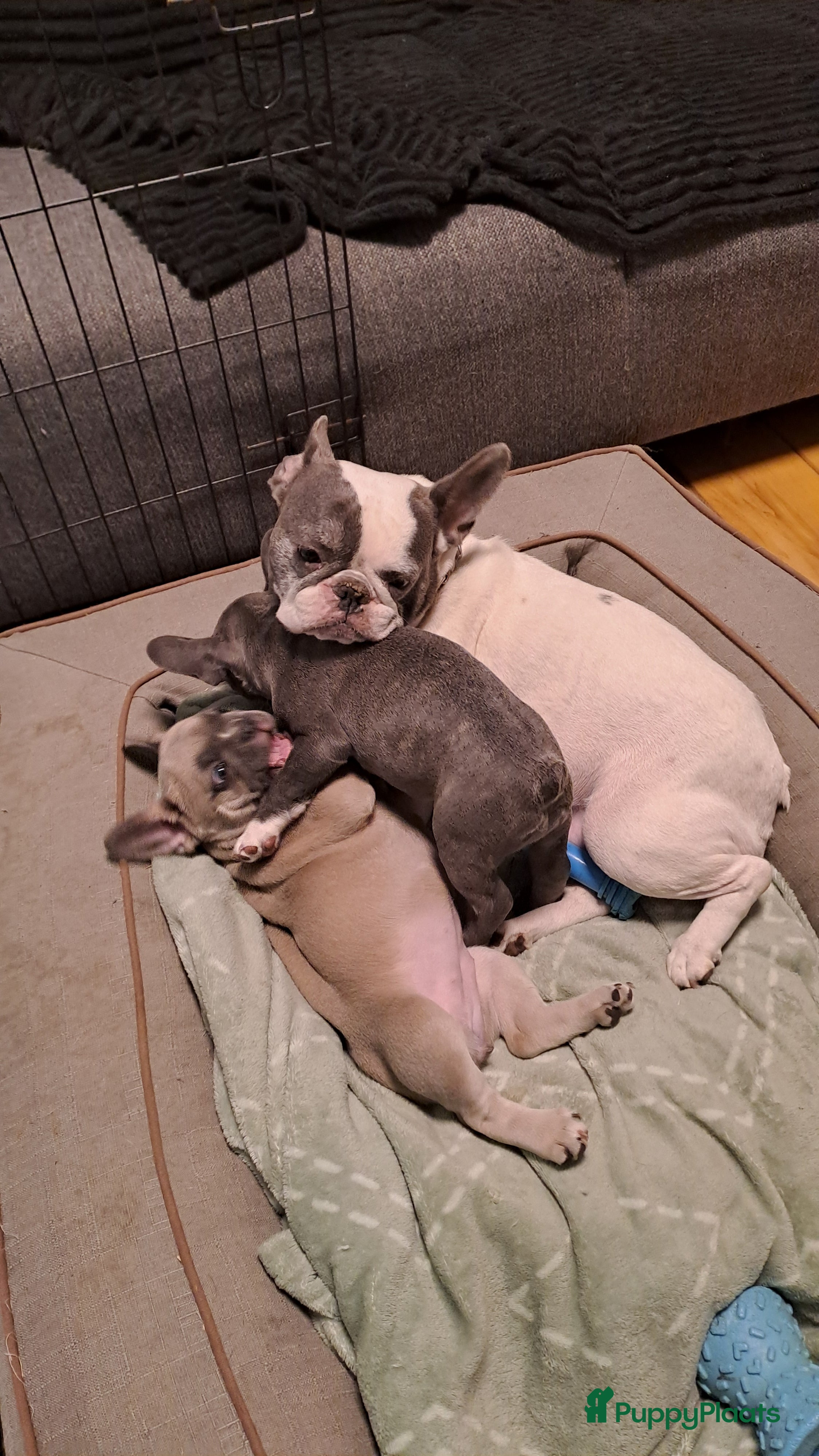 Franse Bulldog honden  3 lieve teefjes zoeken een warm thuis 🐾 - Advertentie 1