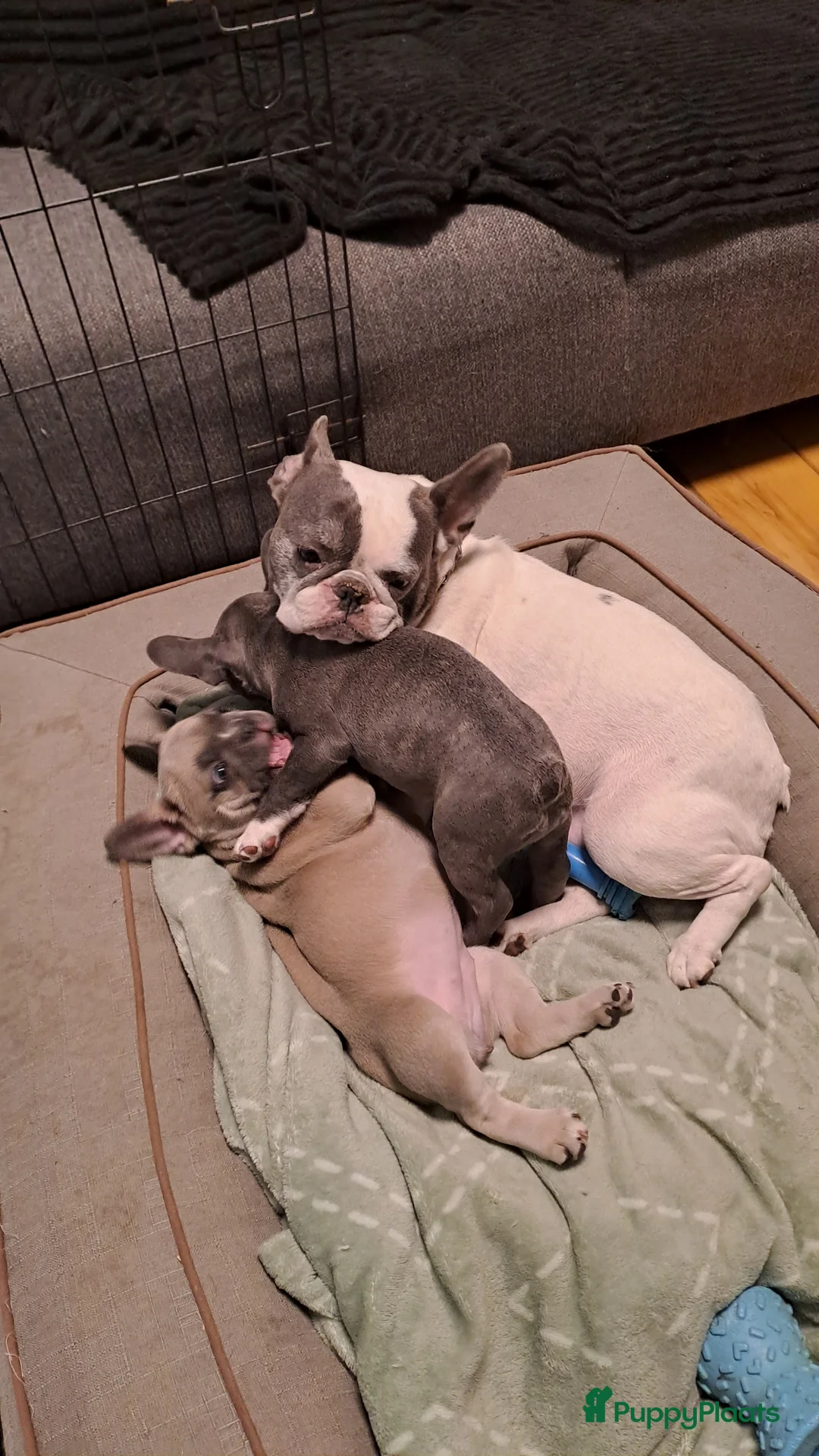 Franse Bulldog honden te koop:  3 lieve teefjes zoeken een warm thuis 🐾 - Advertentie 1