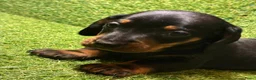 Teckel (korthaar)  honden te koop: Teckel reutjes Black and Tan - Advertentie 12