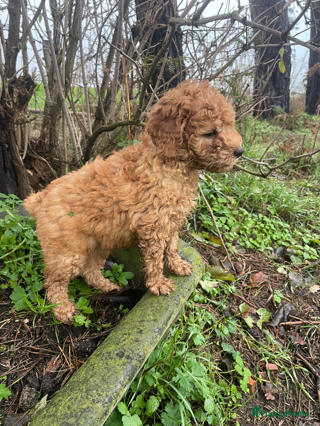 Labradoodle honden te koop: Mooie mini Labradoodle pups - Advertentie 4