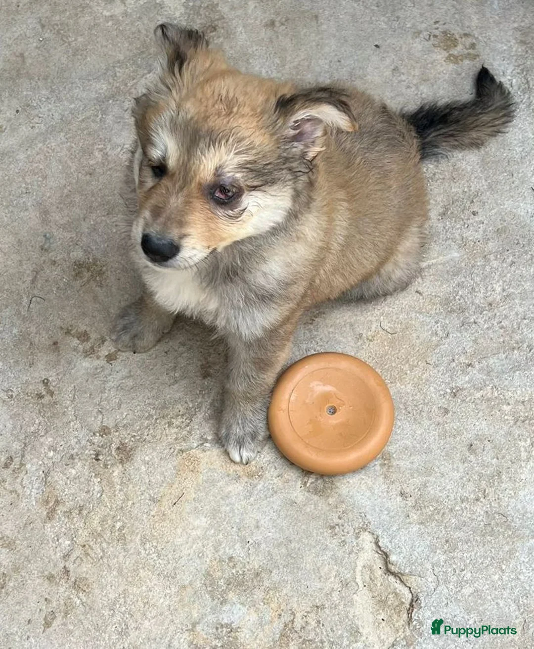 Kruising honden ter adoptie: ZAFIRA  schat van een hondje  - Advertentie 8