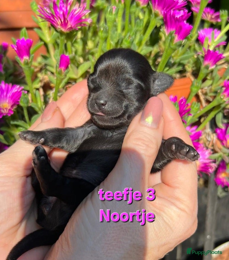 Chihuahua honden Chihuahua pups - Advertentie 1