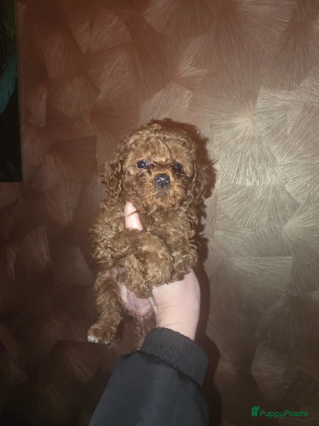 Poedel Toy honden te koop: Toy poedel pups - Advertentie 5