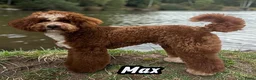 Poedel Toy honden ter dekking:  toy/dwerg poedel dekreutjes met fci stamboom - Advertentie 4