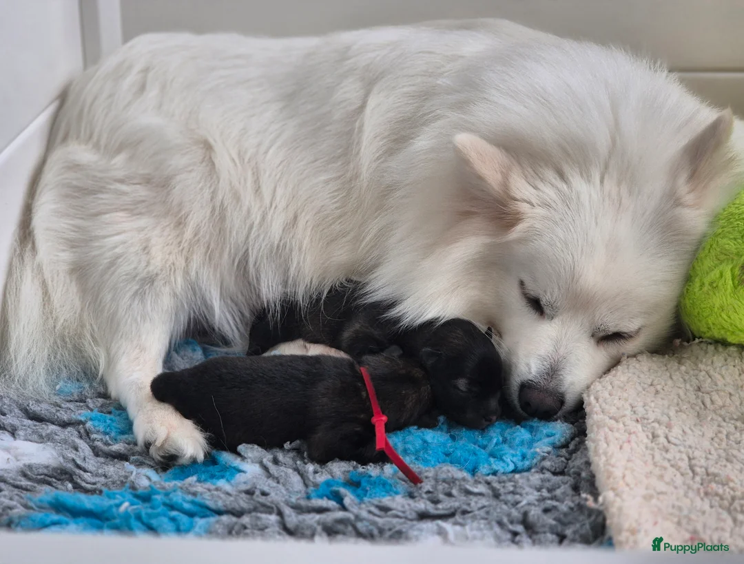 Keeshond honden te koop: Middenslag Keeshond pups - Advertentie 4